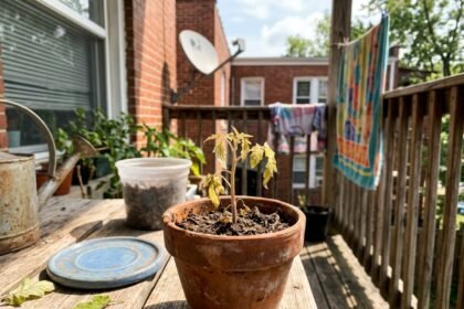 garden mistakes featured 1784023574893 - 5 συνηθισμένα λάθη που γίνονται στη φύτευση λαχανικών (Και πώς να τα αποφύγετε)