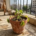 garden plant featured 1783854253233 - Το παλιό κόλπο των κηπουρών για να ζωντανέψετε ένα μαραμένο φυτό μέσα σε μια νύχτα