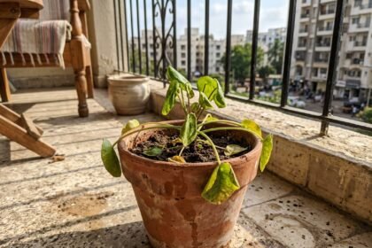garden plant featured 1783854253233 - Το παλιό κόλπο των κηπουρών για να ζωντανέψετε ένα μαραμένο φυτό μέσα σε μια νύχτα