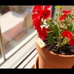 geranium featured - Το φυσικό λίπασμα που κάνει τις γερανιές στο μπαλκόνι να γεμίσουν άνθη