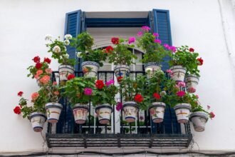 Γεράνια σε γλάστρα σε ηλιόλουστο μπαλκόνι