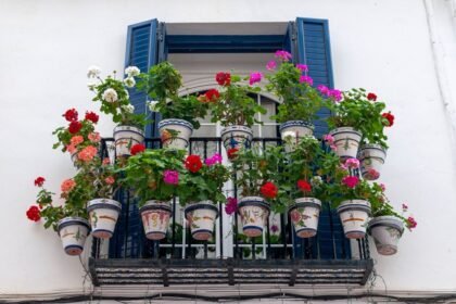 Γεράνια σε γλάστρα σε ηλιόλουστο μπαλκόνι