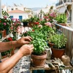 Φροντίδα φυτών σε μπαλκόνι το καλοκαίρι