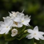 Beautiful white jasmine flowers in full bloom with lush green leaves, captured up close.