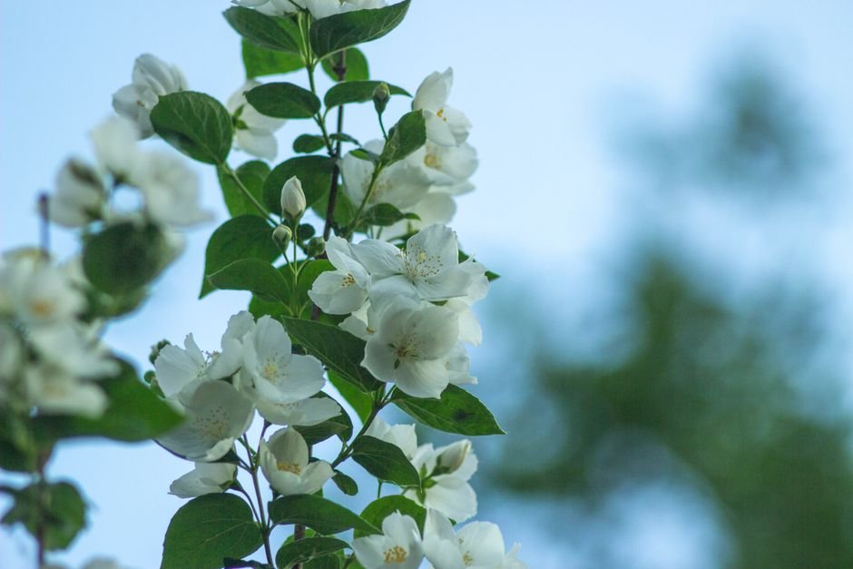 A detailed shot of white jasmine blossoms against a clear blue sky, symbolizing purity.
