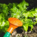 Bright garden scene with water spray on lush green plants, captured in vibrant detail.