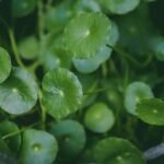 Vibrant green Centella Asiatica leaves in a lush garden setting, showcasing natural beauty.