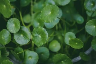 Vibrant green Centella Asiatica leaves in a lush garden setting, showcasing natural beauty.