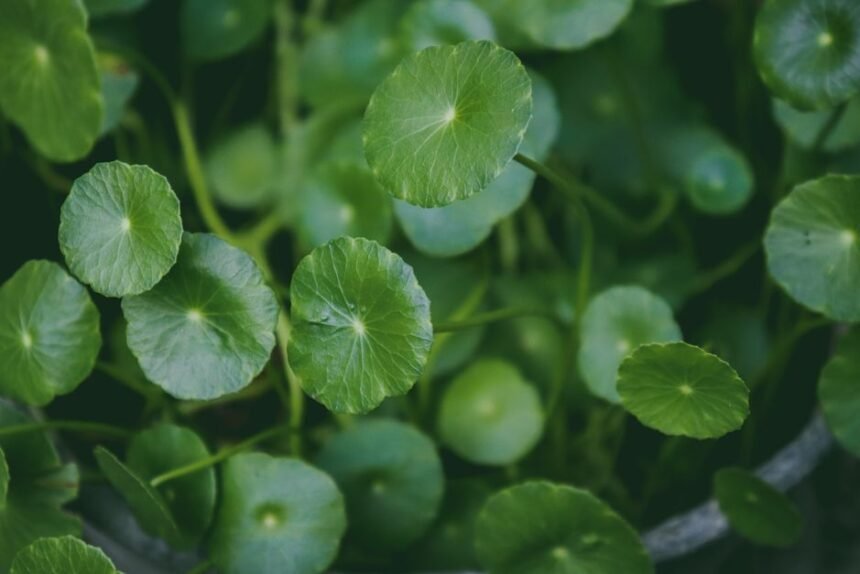 Vibrant green Centella Asiatica leaves in a lush garden setting, showcasing natural beauty.