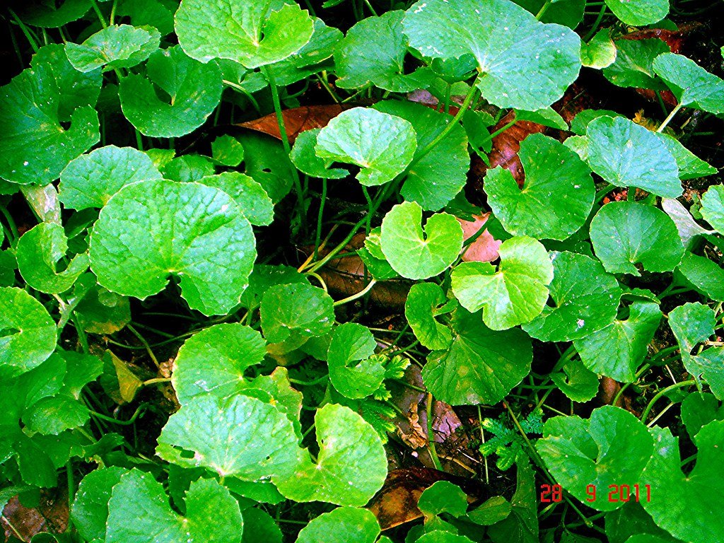Centella asiatica (L.) Urb.