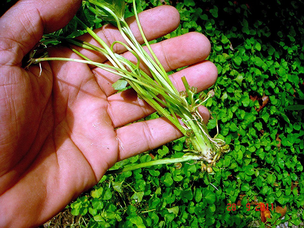 Centella asiatica (L.) Urb.