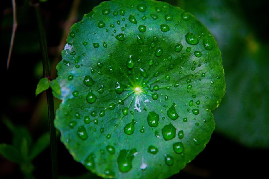 Closeup of round green leaf of plant covered with dew drops growing in meadow in summer morning