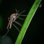 Macro shot of a mosquito perched on a dewy green leaf, highlighting insect details.