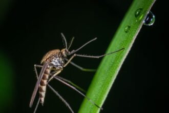 Macro shot of a mosquito perched on a dewy green leaf, highlighting insect details.
