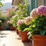 ορτανσίες σε γλάστρα