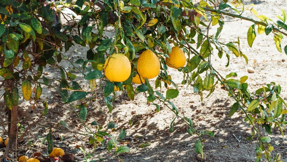 Μικρά κίτρινα λεμόνια ανάμεσα σε καταπράσινα φύλλα