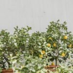 a row of potted lemon trees in front of a white wall