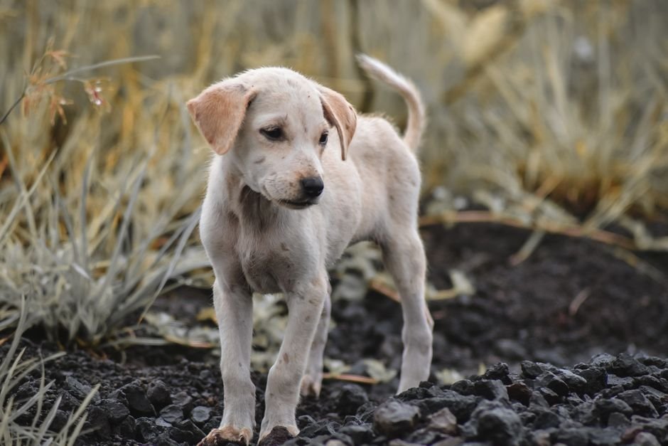 Adorable puppy standing on volcanic rocks in Bali, highlighting the unique scenery.